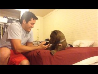 Dog meets baby kitten