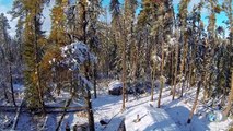 Falling Tree Nearly Crushes Cabin