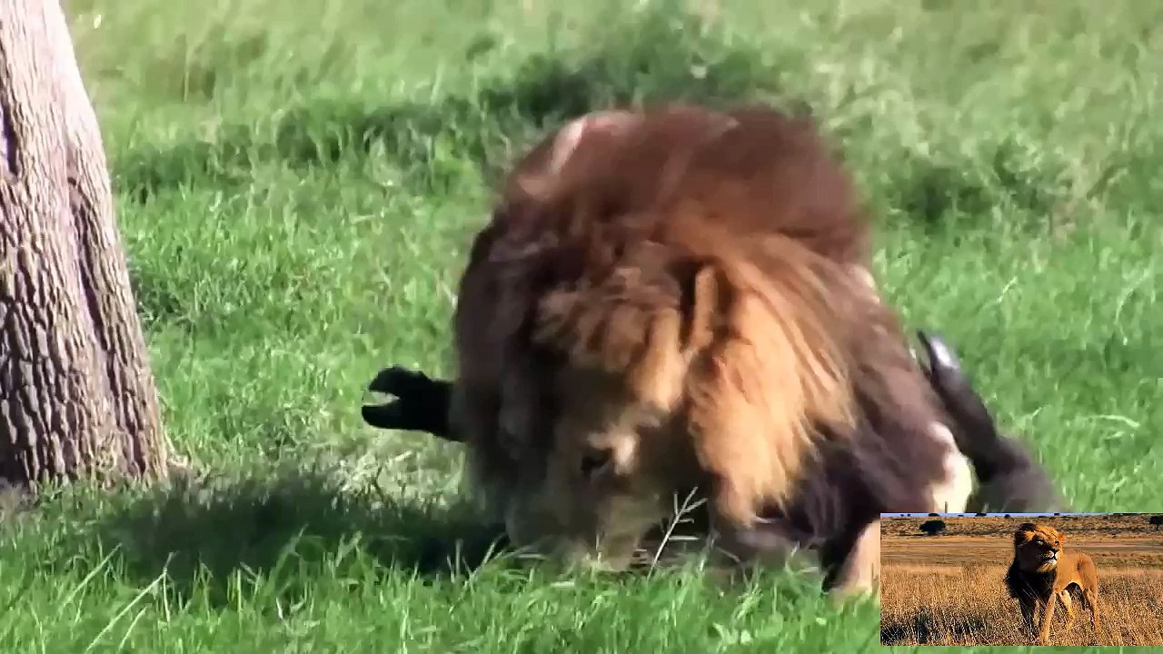 TOP Lions Hunting - Attack And Kill