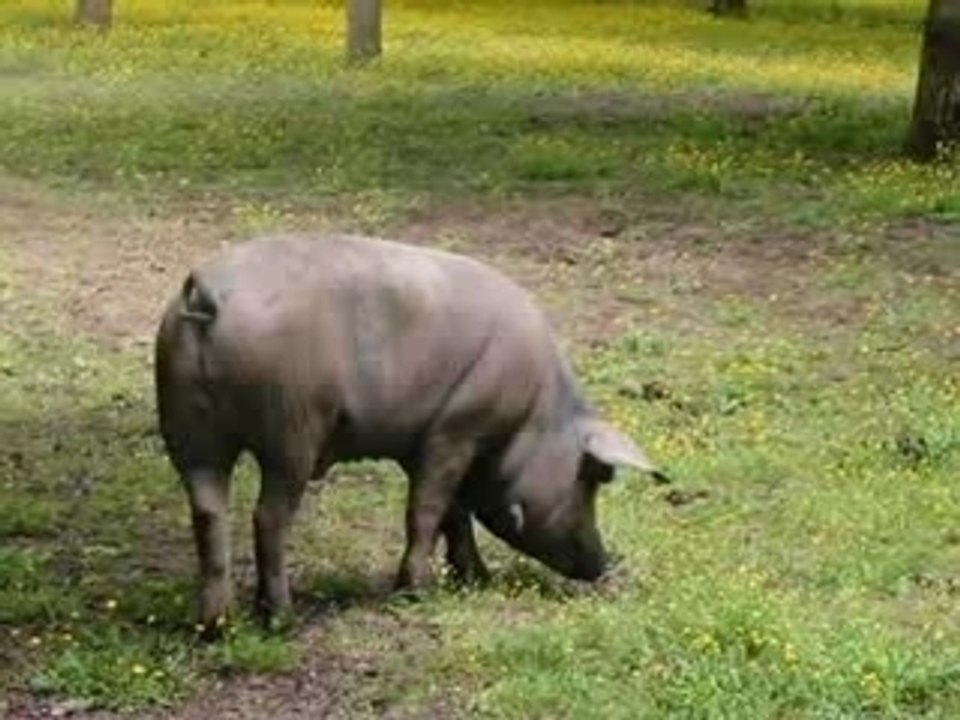 Filmato