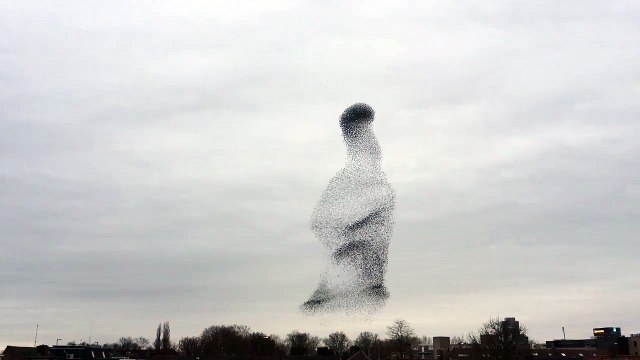 Poetic Murmuration of Birds in the Netherlands (by Herbert Schroer)