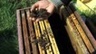 Apiculture. Un appel pour interdire les pesticides "tueurs d'abeilles"