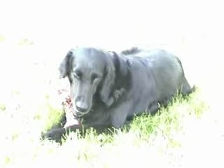 chiot flat  de vanda