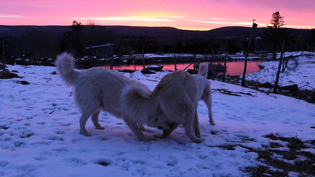 Guard dogs play-fight at sunrise.
