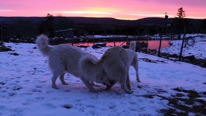 Guard dogs play-fight at sunrise.