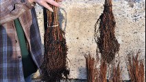 Available   Fast growing Dawn Redwood Transplants