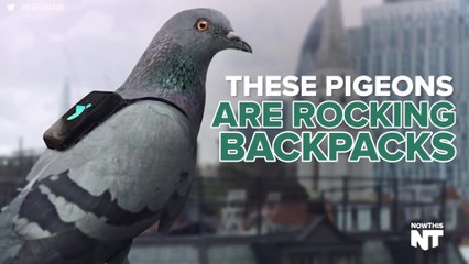These Pigeons Are Rocking Backpacks To Help The Environment