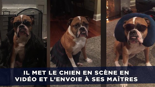 Le dogsitter met le chien en scène pour envoyer des nouvelles à ses maîtres