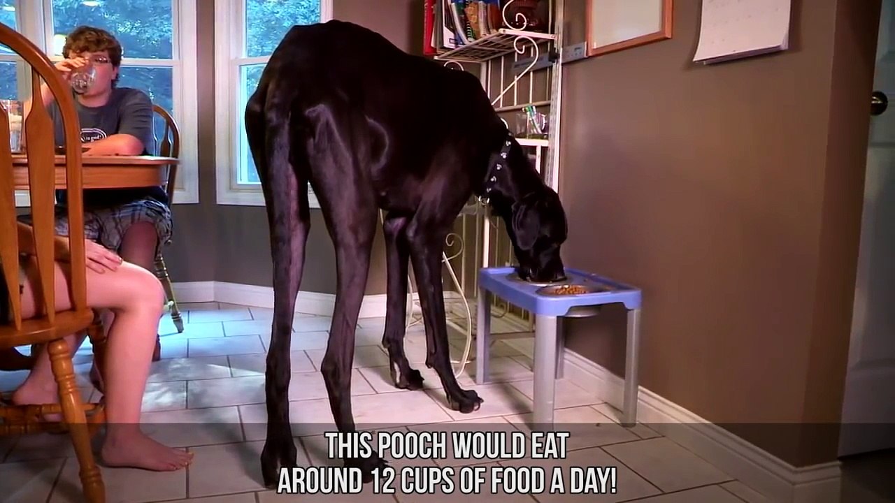 Abnormally Large Animals That Are Actually Real - [www.getlinkyoutube.com]