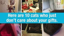 10 cats who just don’t care about your gifts | El Pulso | Entretenimiento