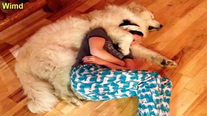 These moments of humor and adorable sleeping dog | Best dog photo 2016 January