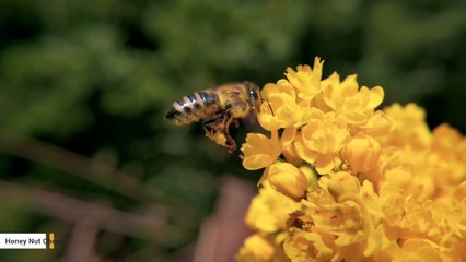 "Buzz" Taken Off Honey Nut Cheerios Boxes To Support Bee Population Campaign