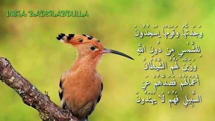 وَتَفَقَّدَ الطَّيْرَ فَقَالَ مَا لِيَ لَا أَرَى الْهُدْهُدَ - سورة النمل - سعيد الخطيب