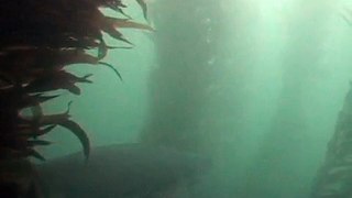 Seven Gill Shark At La Jolla Cove