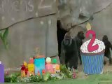 2nd Birthday of Gorilla --- San Diego Zoo youngest gorilla turns two
