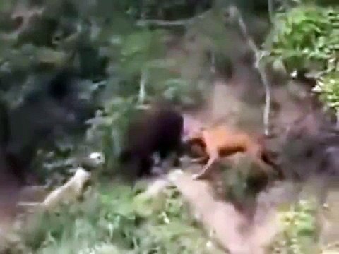 Питбули атакуют кабана. Бои животных. Невероятно! pit bull vs a wild boar