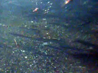 Fish eating Fish Fry