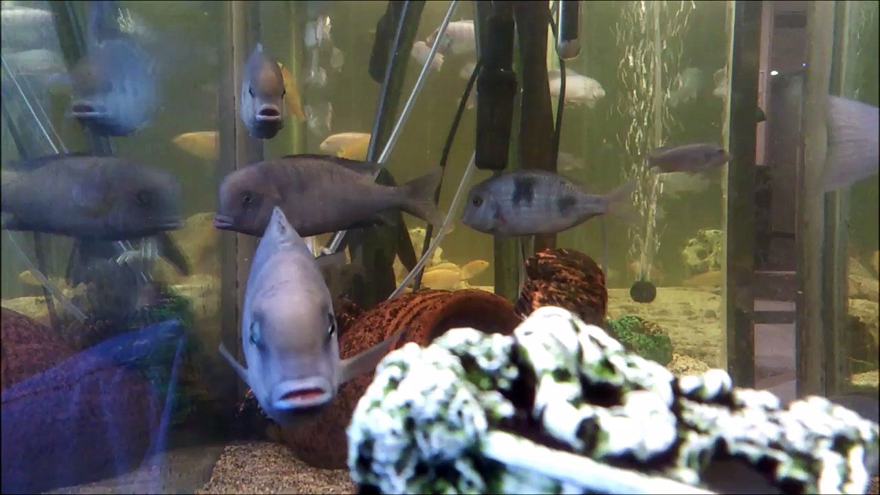 15 cm'lik Hamile Yunus Cikletler ) Ağzı Yavru Dolu Yunus Cikletler