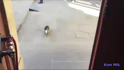 Yavrusunu camiye götüren kedi