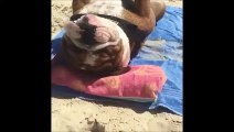Ce chien fait la carpette sur la plage ! Il m'a trop fait rire