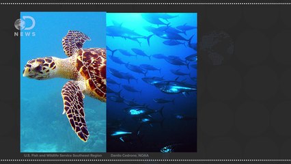 The New Way Microplastics Are Devastating Marine Life