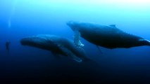 Diver Encounters Sad Humpback Whale