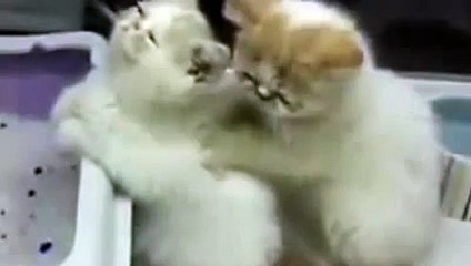 Gato fazendo massagem na Gata !!