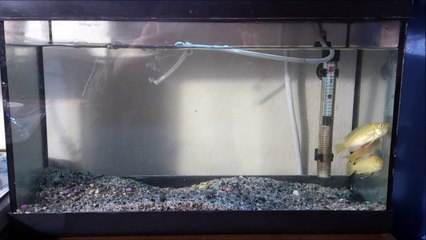 20 Lt'lik Akvaryumda Ağzı Yavru, Yumurta Dolu 3 Sarı Prenses