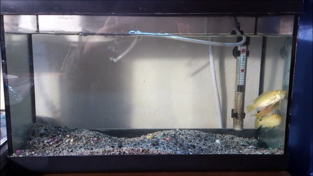 20 Lt'lik Akvaryumda Ağzı Yavru, Yumurta Dolu 3 Sarı Prenses