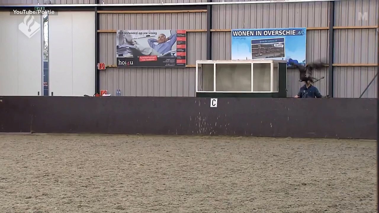 Dutch Police Are Training Eagles to Grab Drones From the Sky