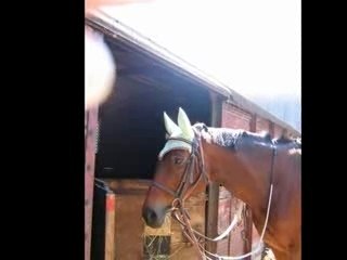 Cavalerie eckwer 3