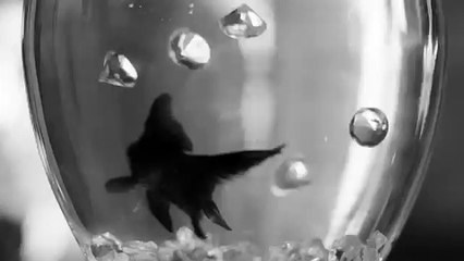 Andy BLACK - We Don't Have To Dance (MUSIC VIDEO TEASER)