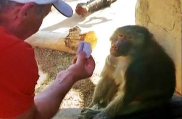 Baboon Is Blown Away By Card Magic Trick