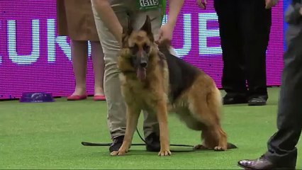 GSD Crufts 2016 - the missing TV footage