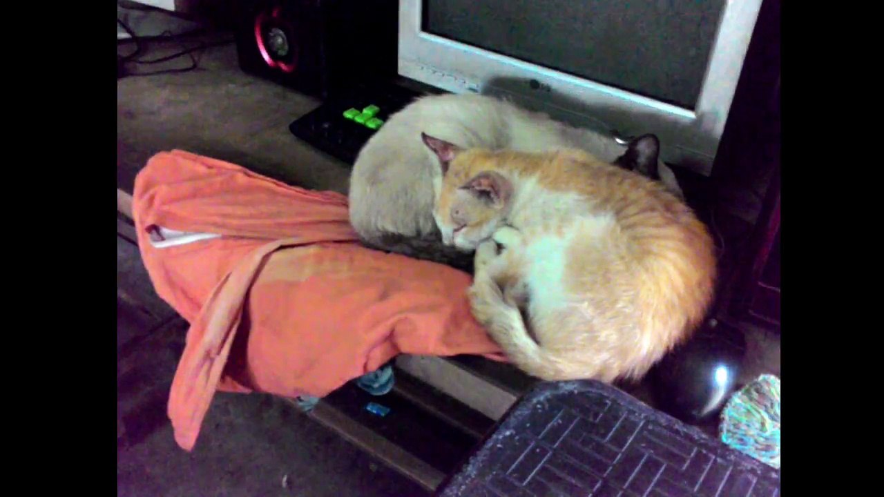 CAT TOM SLEEP P1 2015-09-22_065957855.CUT.00'00-59'00