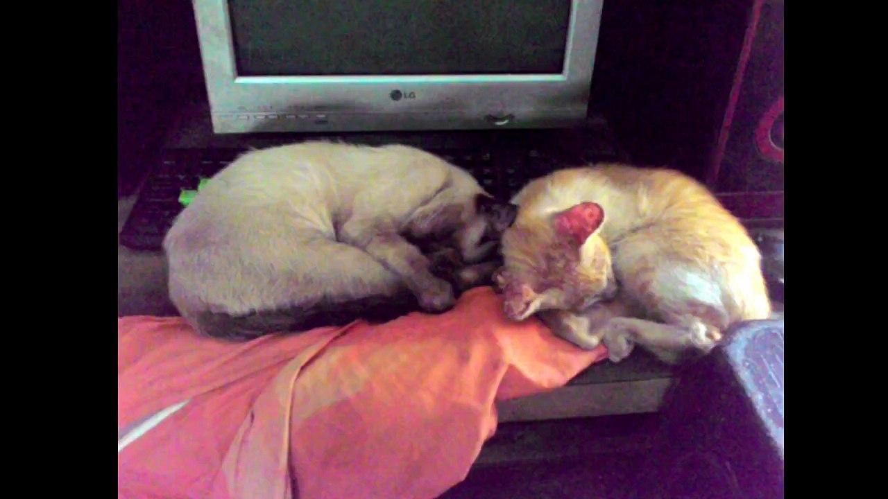 CAT TOM SLEEP P2 2015-09-22_065957855.CUT.0'59'00-1'118'18