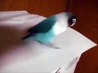 Dancing parrot - Funny animals dance