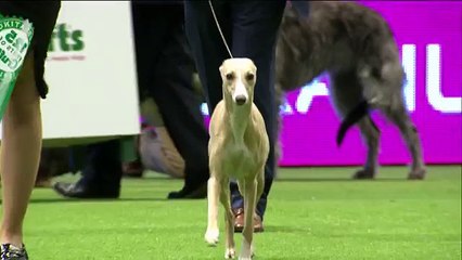 Hound Group Highlights - Whippet | Crufts 2016 (World Music 720p)