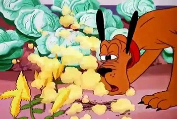 Pluto Mickey Mouse Walt Disney Classic Collection First Aiders Cartoons For Children