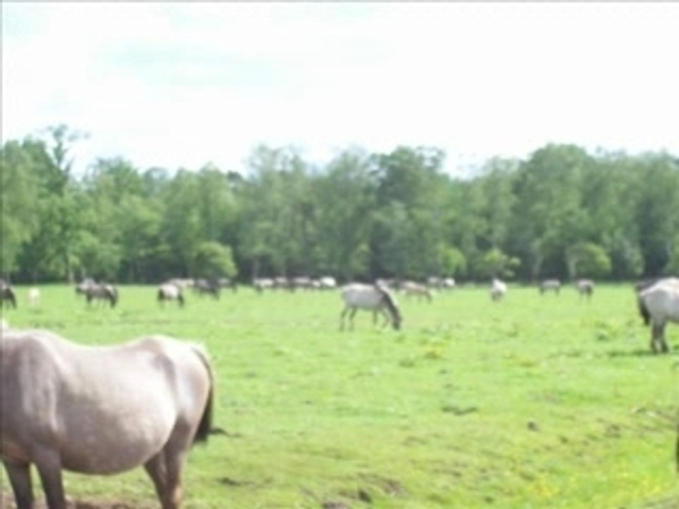 Poneys de Dülmen