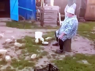 Послушные гуси!