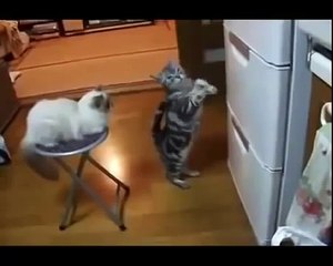 ПрИкОл с КоТэ!