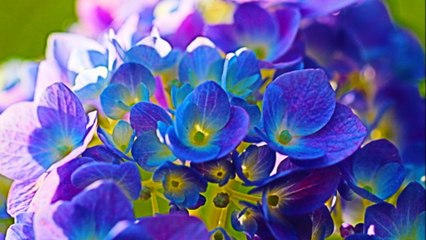 【Healing Cafe】Nostalgic Piano Solo Collection Ⅰ（ノスタルジックピアノソロｺﾚｸｼｮﾝ Ⅰ）