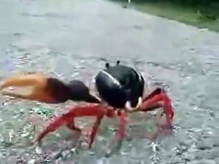 С КРАБОМ шутки плохи!