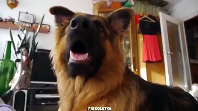 Смешно реагирует на звук!