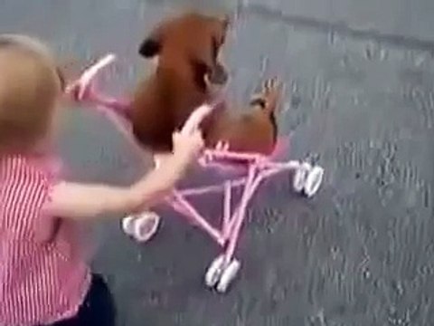 СОБАКА КАТАЕТСЯ!