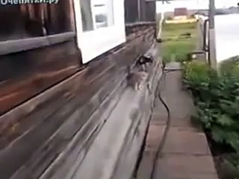 Собаканёс