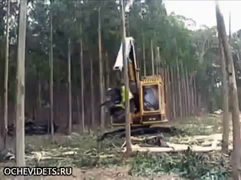 Супер заготовка леса!