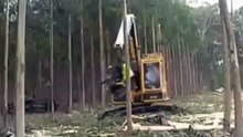 Супер заготовка леса!