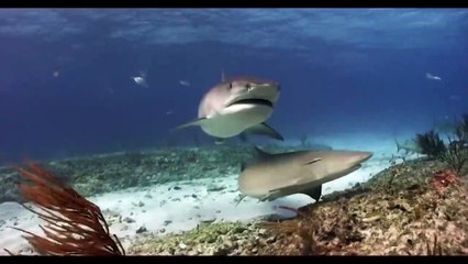 Кто так рискнет поплавать